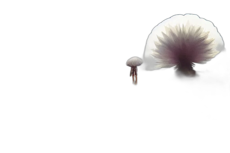 hair, creature, flower, hat transparent PNG cut-out