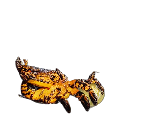 dragon, animal, shoes, food transparent PNG cut-out