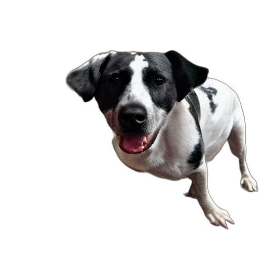 animal, staff, creature, photorealistic transparent PNG cut-out