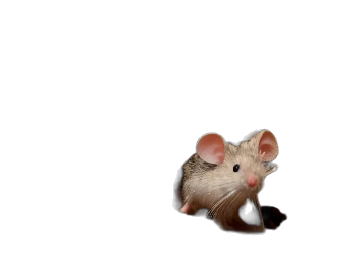 animal, creature, hat, food transparent PNG cut-out
