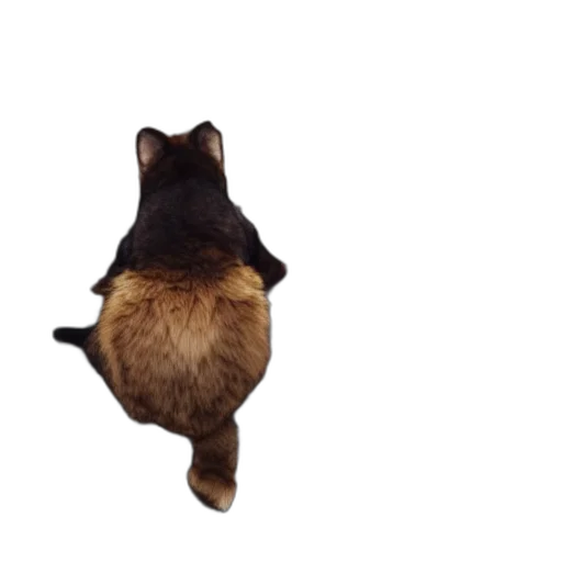 animal, creature, staff, hat transparent PNG cut-out