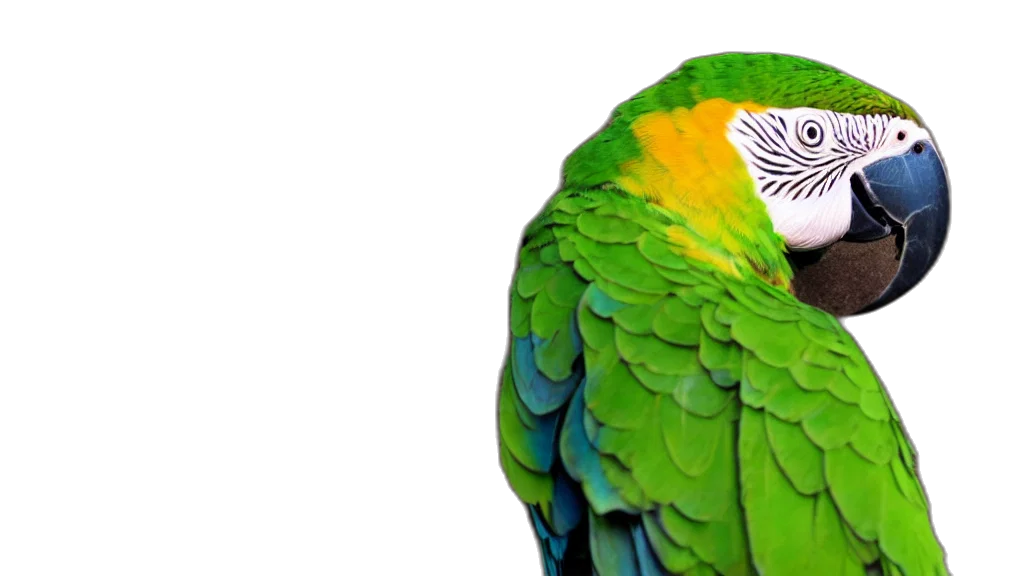 animal, jewelry, creature, mask transparent PNG cut-out