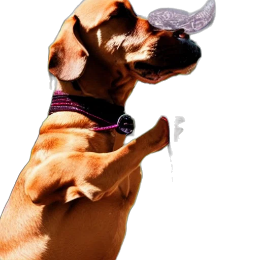 staff, animal, hat, jewelry transparent PNG cut-out