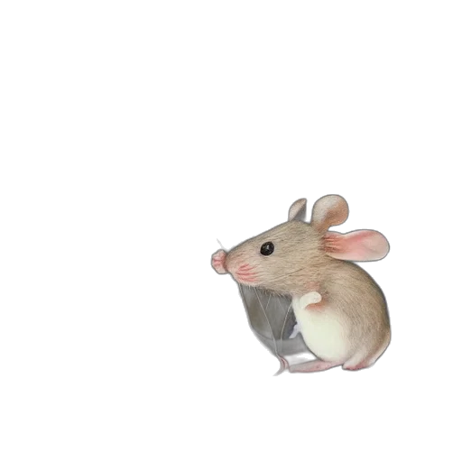 animal, hat, creature, food transparent PNG cut-out