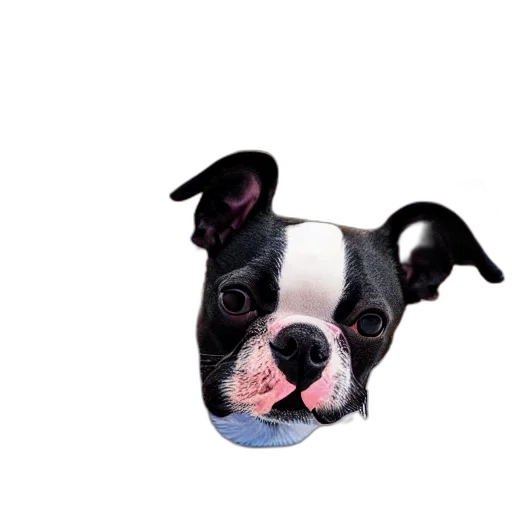 animal, face, hat, creature transparent PNG cut-out