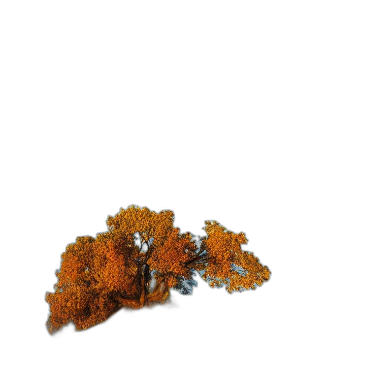 tree, crown, hair, jewelry transparent PNG cut-out