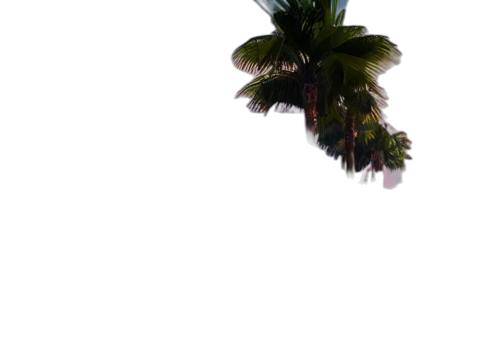 tree, umbrella, hat, flower transparent PNG cut-out