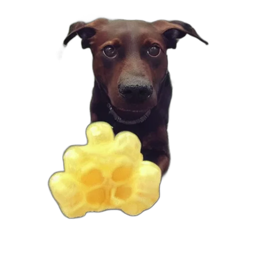 food, flower, animal, creature transparent PNG cut-out