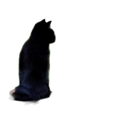 animal, creature, staff, hat transparent PNG cut-out
