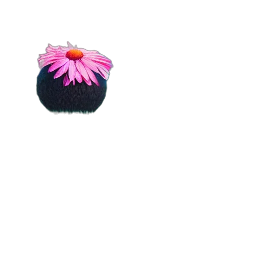 flower, crown, jewelry, hat transparent PNG cut-out