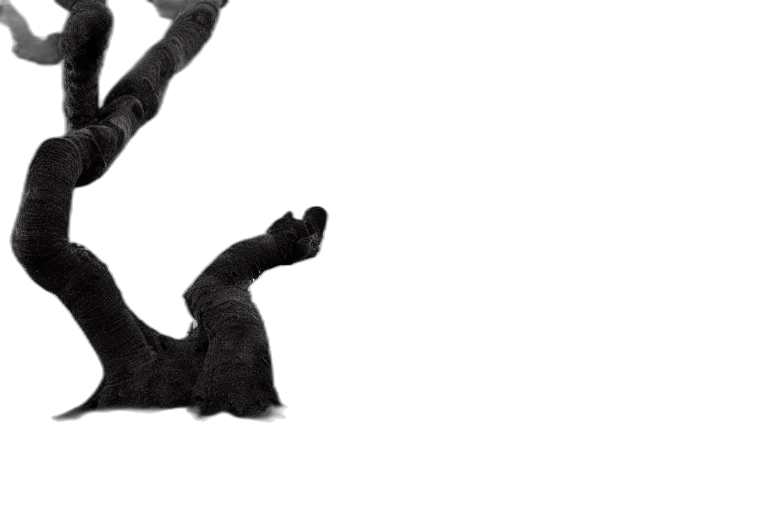 animal, hair, shoes, creature transparent PNG cut-out
