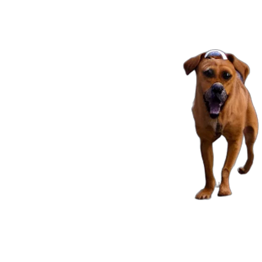 animal, creature, face, staff transparent PNG cut-out
