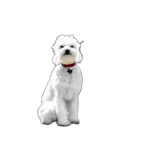 staff, animal, creature, face transparent PNG cut-out
