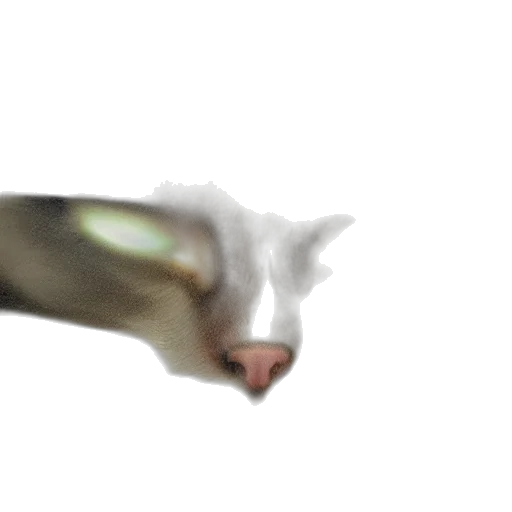 animal, creature, dragon, face transparent PNG cut-out