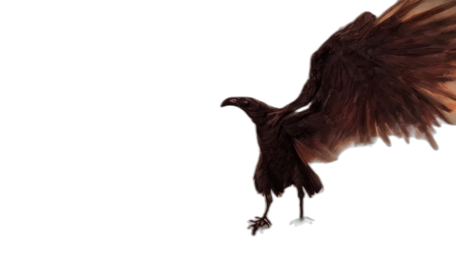 animal, hair, creature, food transparent PNG cut-out