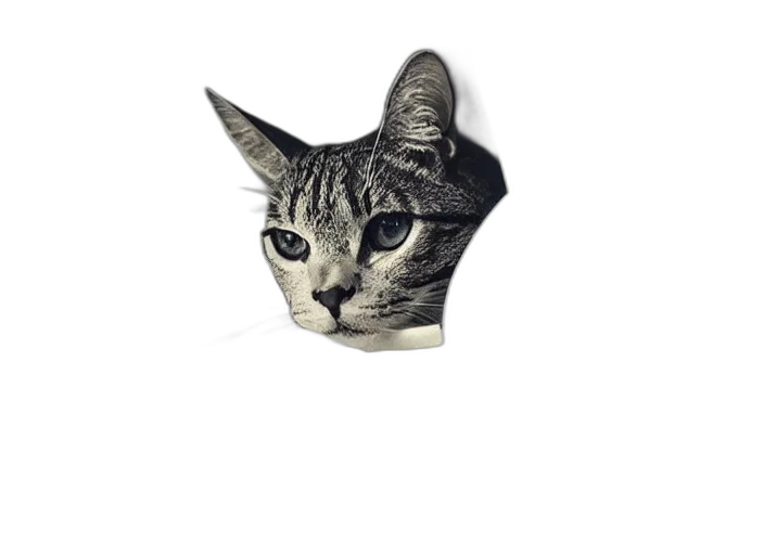 hat, animal, face, mask transparent PNG cut-out