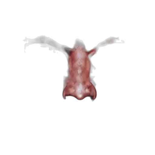 creature, animal, dragon, crown transparent PNG cut-out