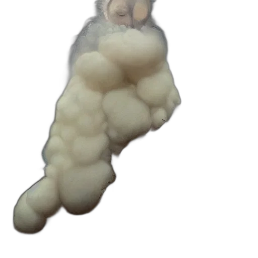 creature, animal, hair, face transparent PNG cut-out