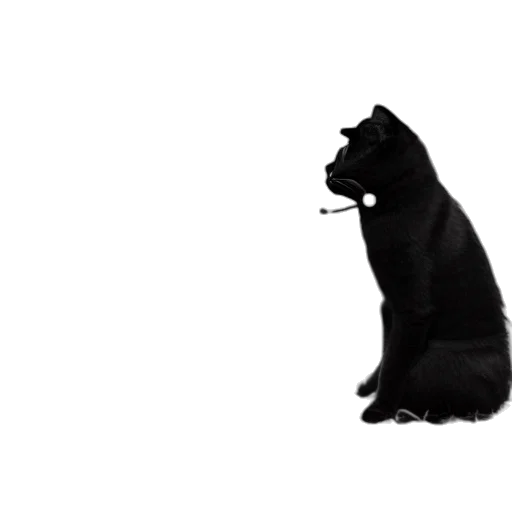 animal, staff, creature, hat transparent PNG cut-out