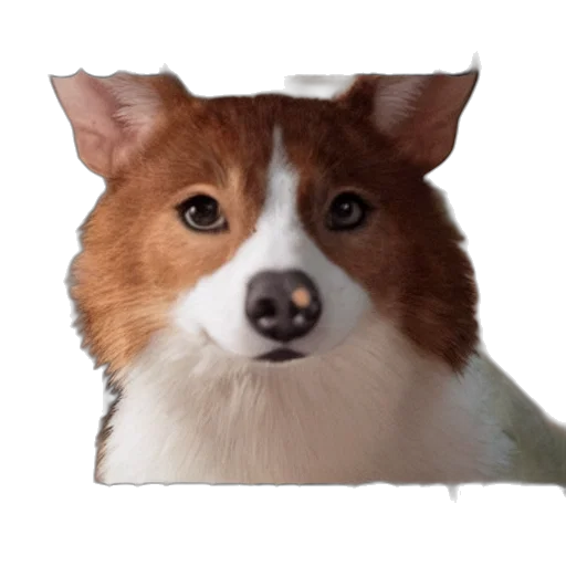 animal, face, creature, staff transparent PNG cut-out