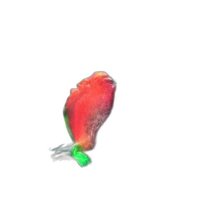 flower, animal, creature, weapon transparent PNG cut-out
