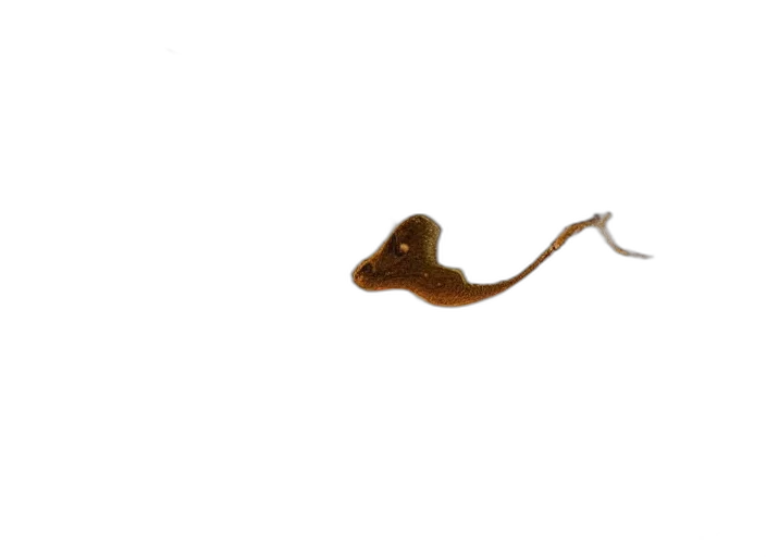 hair, staff, animal, food transparent PNG cut-out