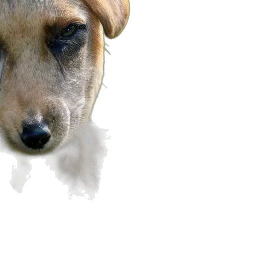 animal, creature, staff, face transparent PNG cut-out