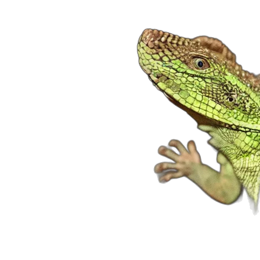 dragon, animal, creature, hat transparent PNG cut-out