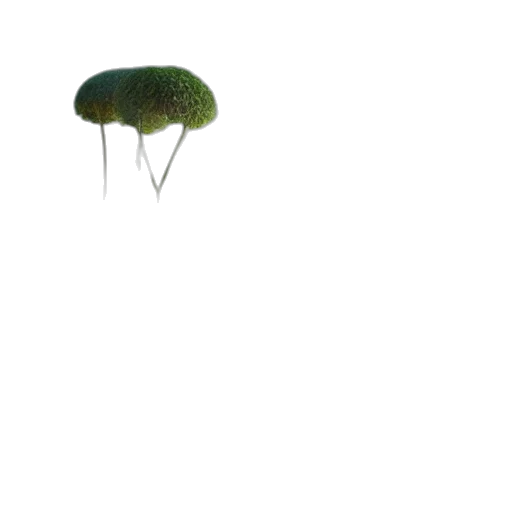 tree, umbrella, hat, crown transparent PNG cut-out