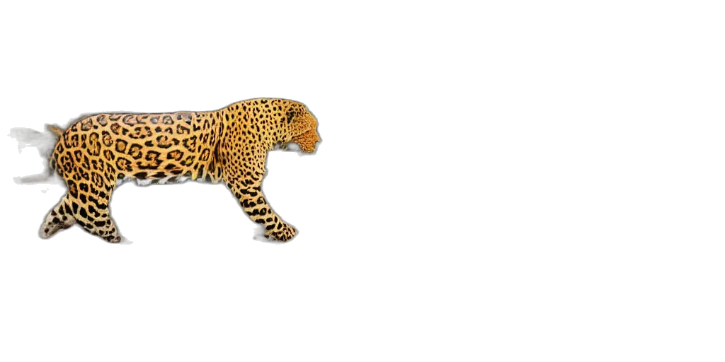 animal, creature, shoes, hair transparent PNG cut-out