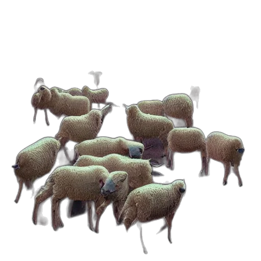 animal, furniture, weapon, food transparent PNG cut-out