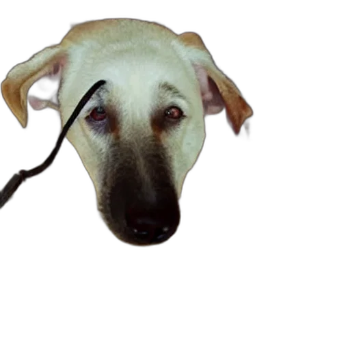 staff, animal, creature, face transparent PNG cut-out