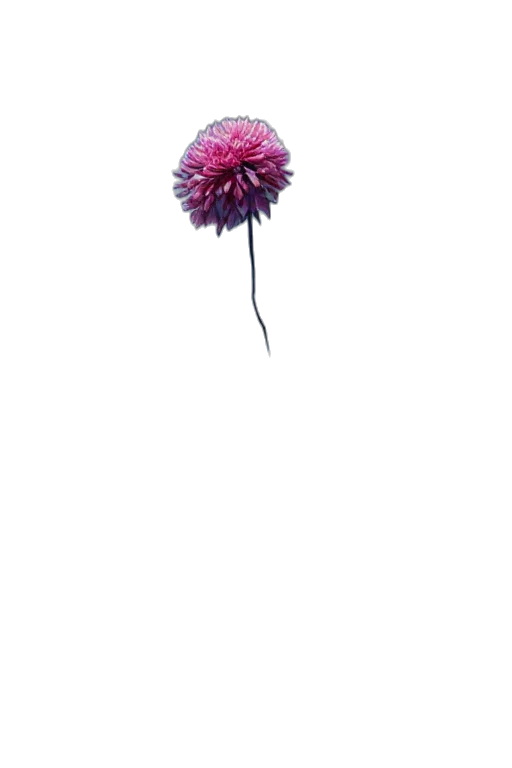 flower, umbrella, crown, staff transparent PNG cut-out