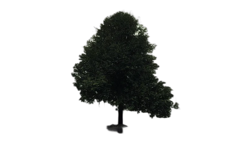 tree, crown, hair, hat transparent PNG cut-out