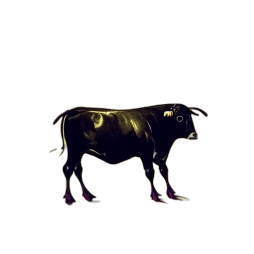 animal, creature, food, jewelry transparent PNG cut-out