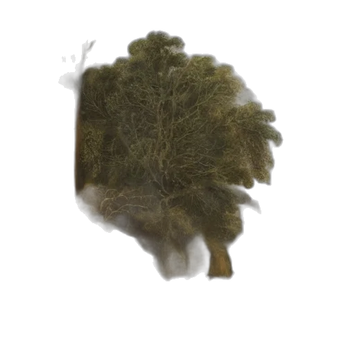 tree, hair, crown, hat transparent PNG cut-out
