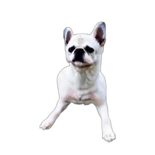 animal, staff, creature, face transparent PNG cut-out