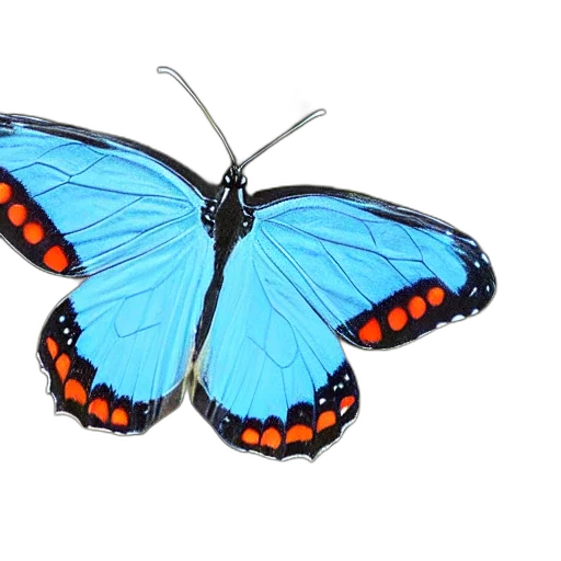 animal, jewelry, creature, crown transparent PNG cut-out