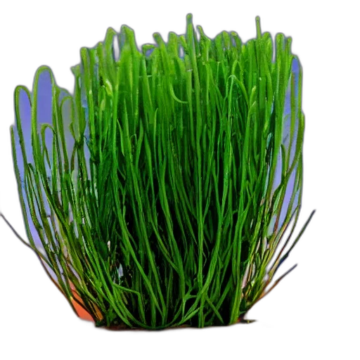 flower, crown, food, hair transparent PNG cut-out