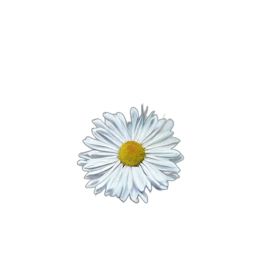 flower, jewelry, crown, staff transparent PNG cut-out