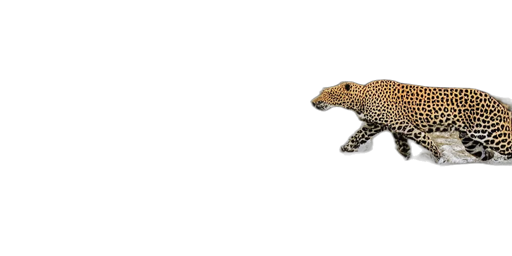 animal, creature, dragon, car transparent PNG cut-out
