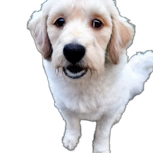 animal, staff, face, creature transparent PNG cut-out