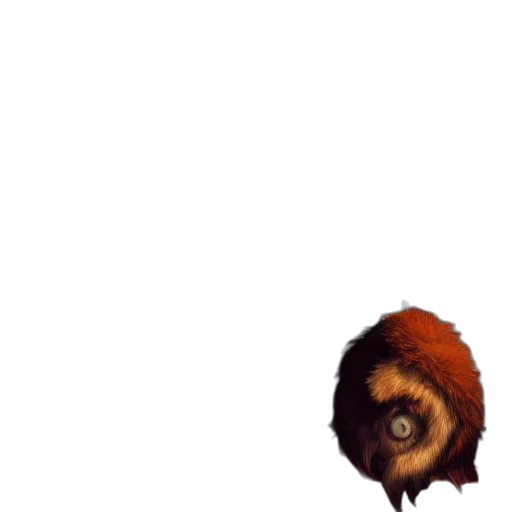 animal, creature, hair, face transparent PNG cut-out