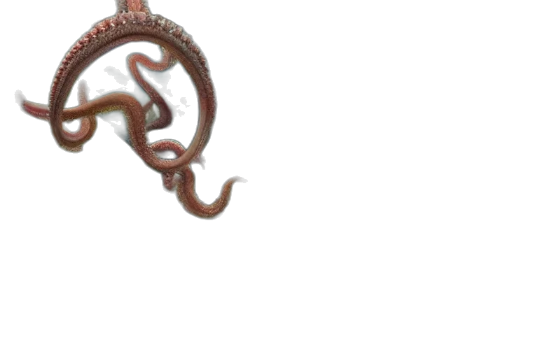 staff, jewelry, hair, dragon transparent PNG cut-out