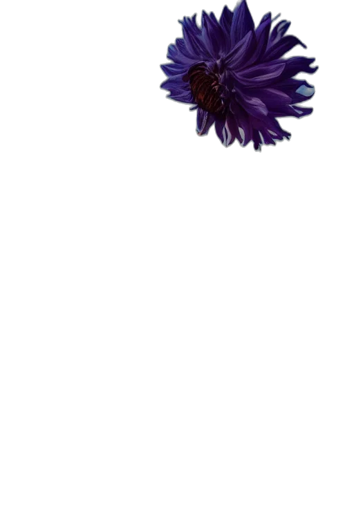 flower, crown, hair, animal transparent PNG cut-out
