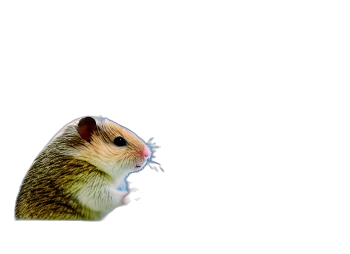 animal, creature, food, hat transparent PNG cut-out