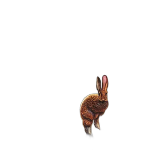 animal, creature, shoes, hair transparent PNG cut-out