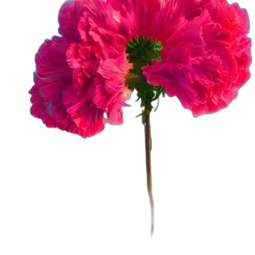 flower, crown, weapon, hat transparent PNG cut-out