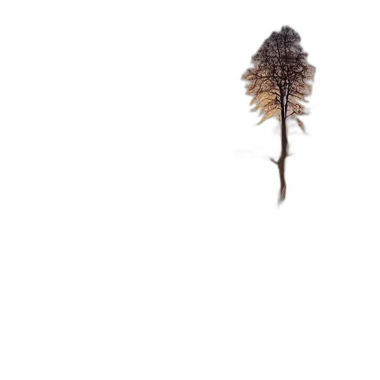 tree, hair, flower, crown transparent PNG cut-out