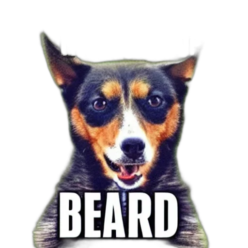 animal, creature, face, hair transparent PNG cut-out